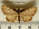 Pachypalpella subalbata
